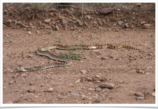 Gopher Snake